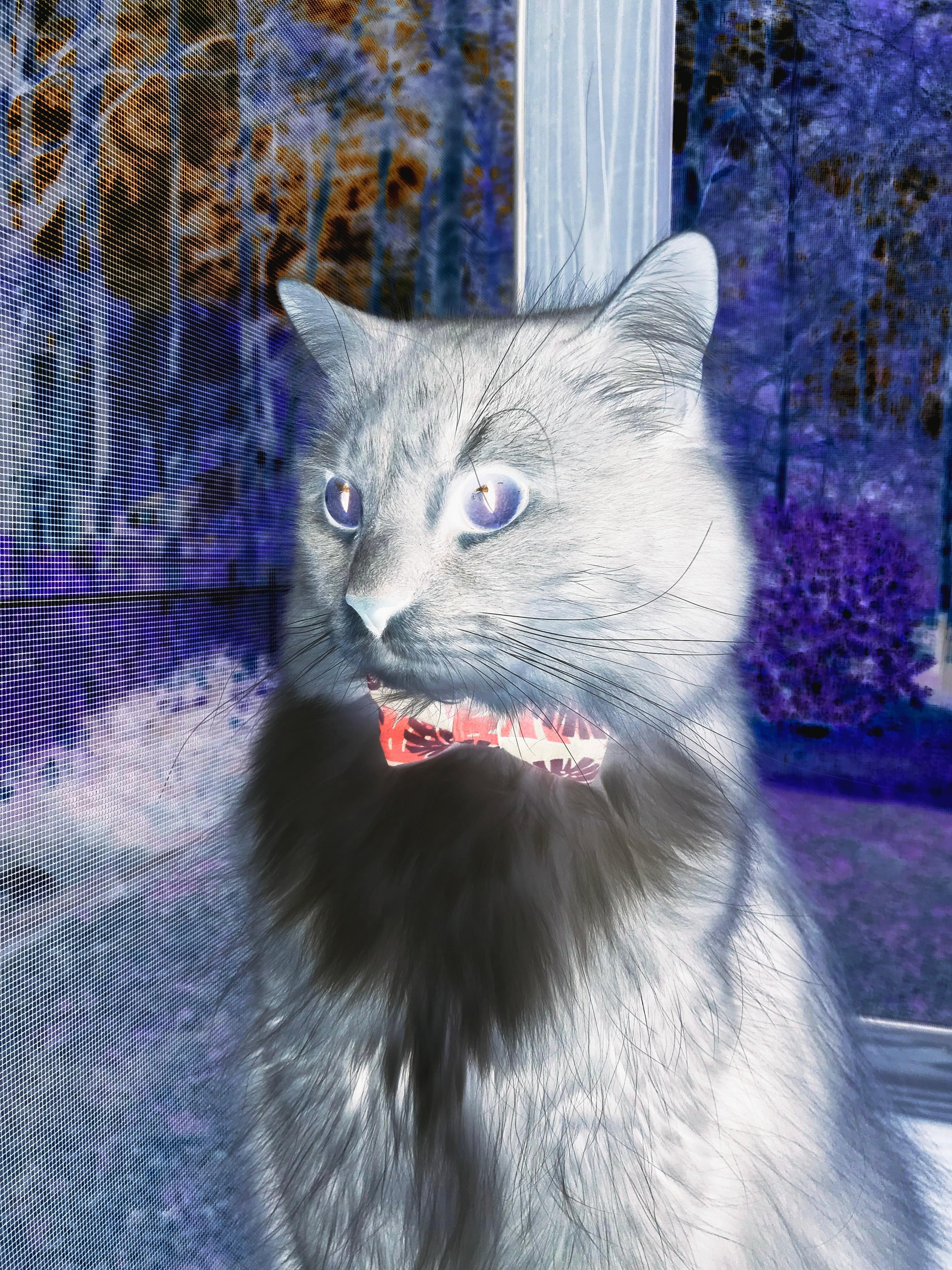 智利对阵雷恩？不，这是阿拉巴的统治级表演