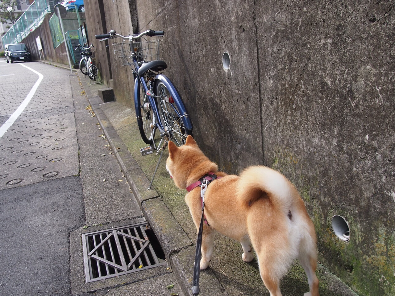绿茵硝烟未散，麦城又添新痕，英超争冠焦点战与尼克斯的完胜启示